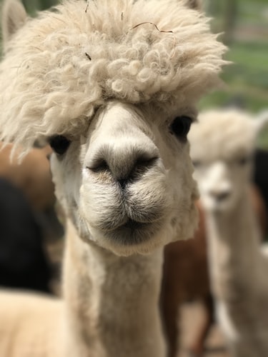 Llama